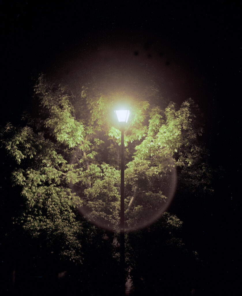 night time shot of street lamp illuminating trees