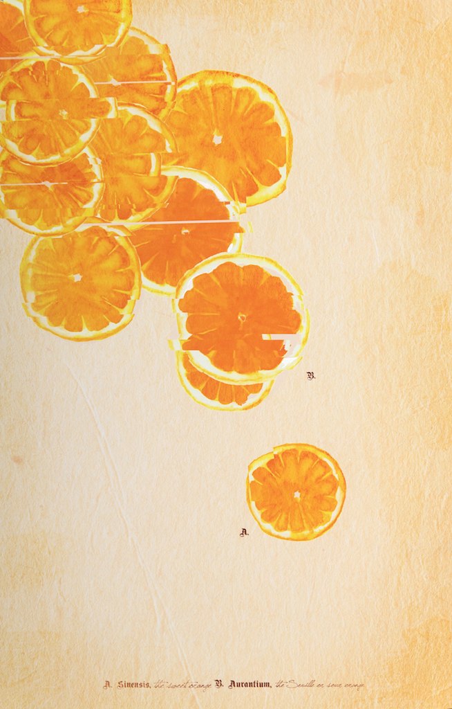 print of orange slices on distressed paper