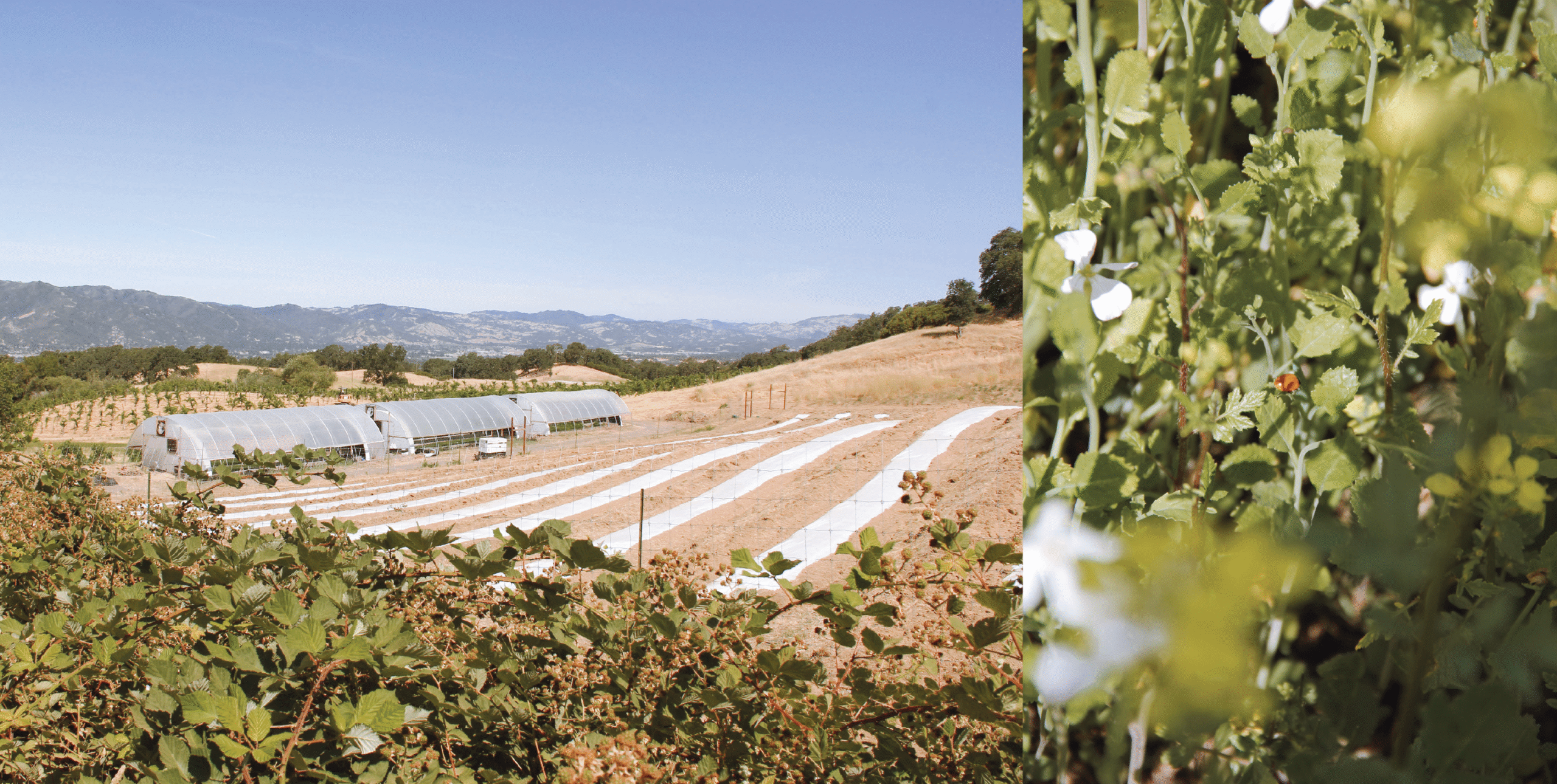 Farm in Mendocino county of Henry's Original