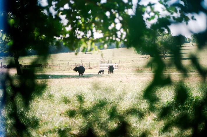 Cows are grazing in a field.